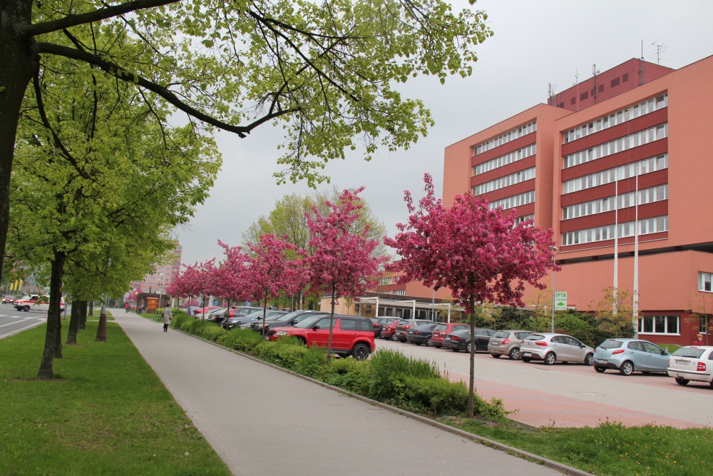Moravskoslezský kraj řeší nedostatek internistů na Karvinsku