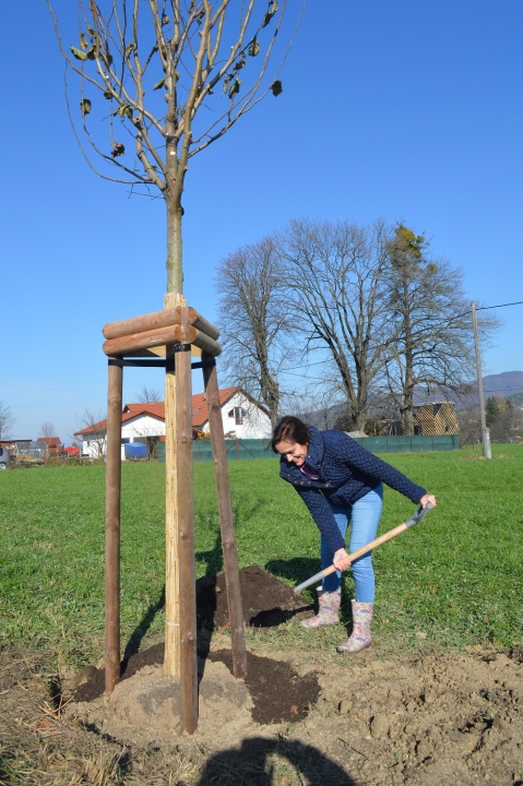 Nadace ČEZ se připojuje k iniciativě 10 milionů stromů. Kromě obcí podpoří při sázení i školy, spolky nebo hasiče