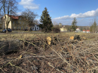 V Klášterní byly vykáceny dva stromy. Další zásahy provede arborista.