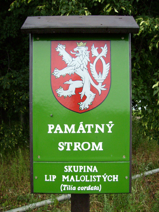 ORLOVÁ HLEDÁ PAMÁTNÉ STROMY