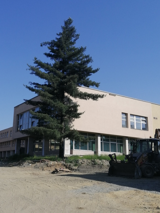 BOROVICE U SPOŘITELNY SE MUSÍ POKÁCET