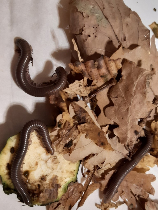 Zookoutek na ZŠ K. Dvořáčka