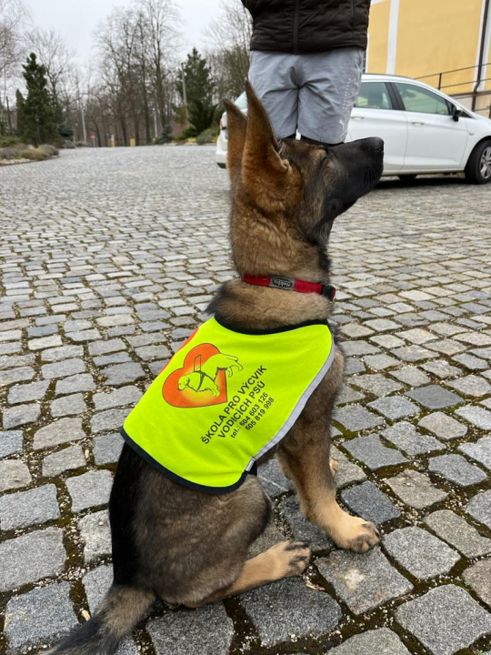 ZŠ Ke Studánce 1050 - Pes ve škole?