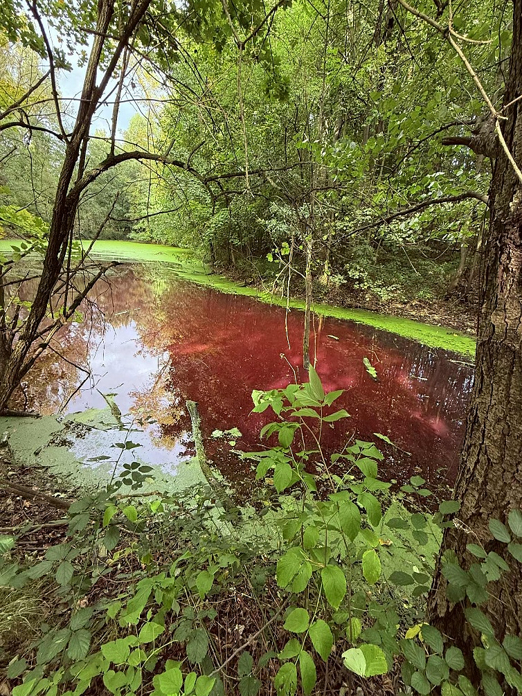 RYBNÍK V ORLOVÉ SE ZBARVIL DO RŮŽOVA
