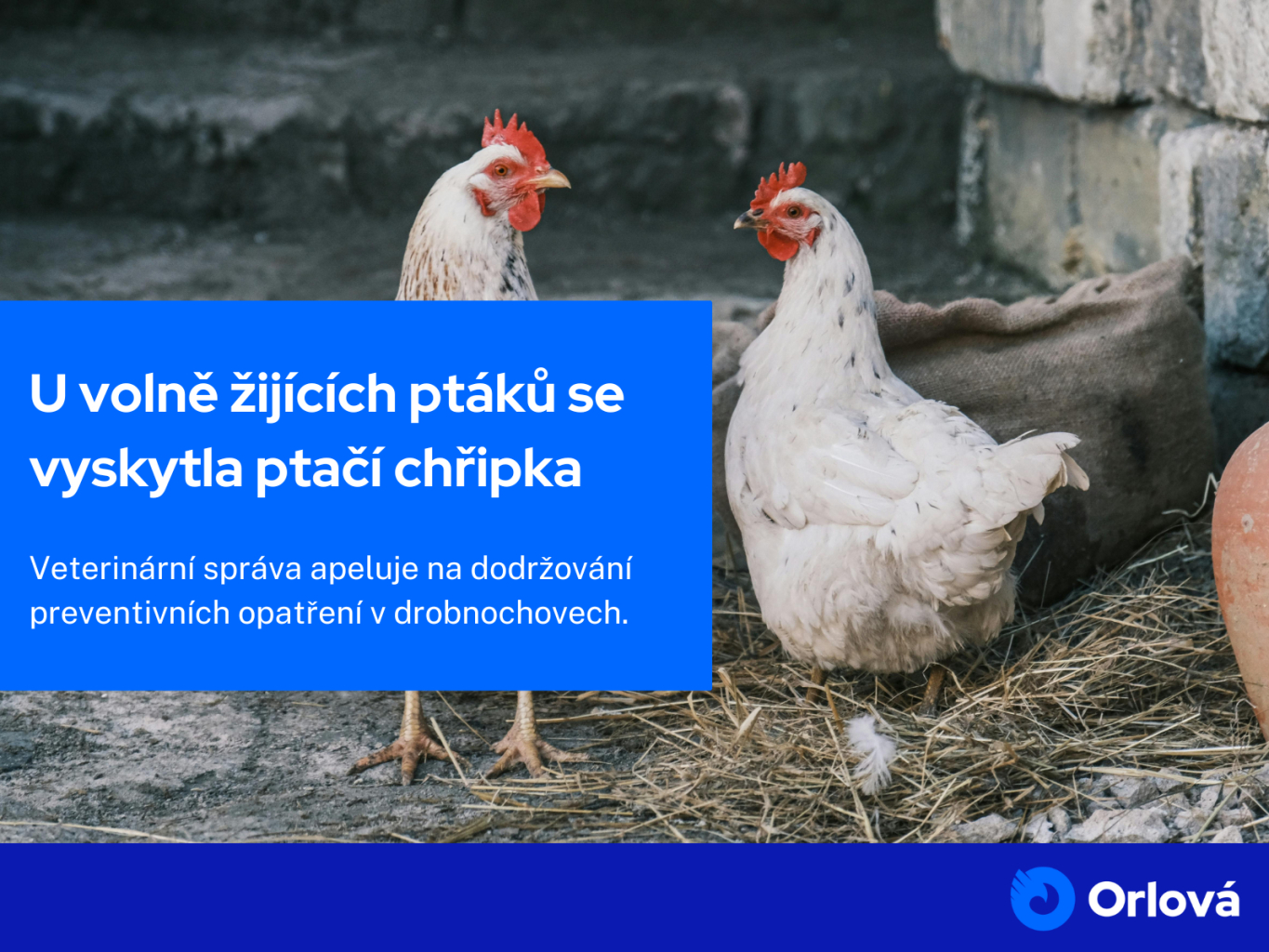 U VOLNĚ ŽIJÍCÍCH PTÁKŮ SE VYSKYTLA PTAČÍ CHŘIPKA