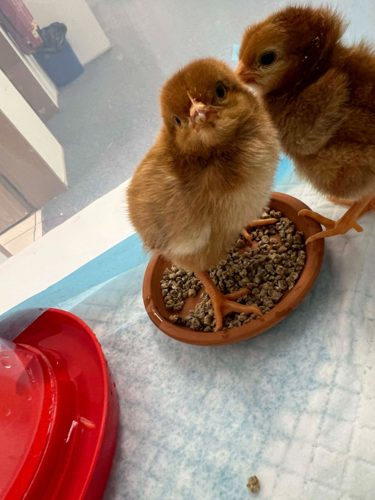 Líhnutí kuřátek v MŠ Husova