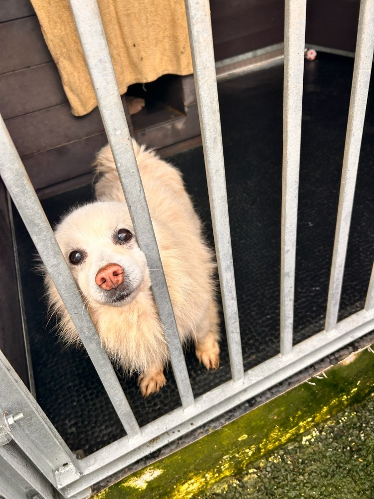 MŠ Okružní - Návštěva psího útulku