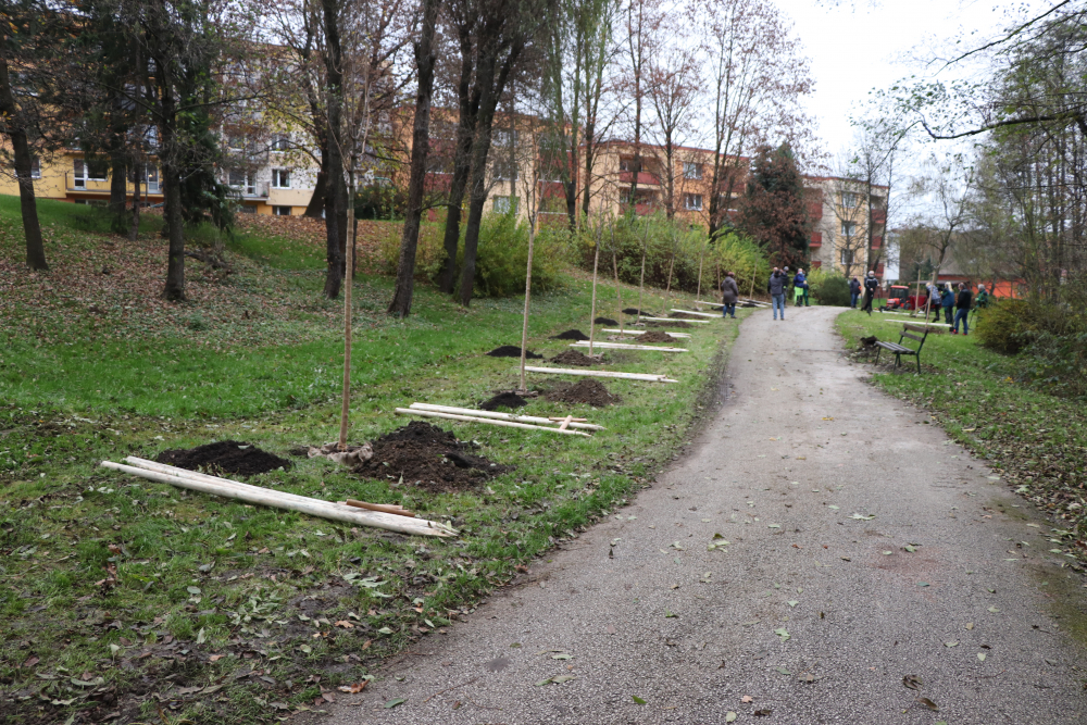V ULICI OSVOBOZENÍ VZRŮSTÁ NOVÁ JAVOROVÁ ALEJ 