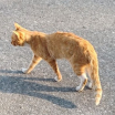 Kocour Lišák