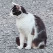 Kočka Betty