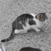 Kočka Sydonie